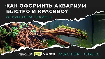Как оформить аквариум быстро и красиво. Запись мастер-класса